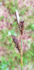 Carex binervis
