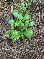 Sericocarpus asteroides