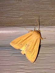 Mythimna oxygala