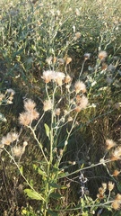 Cirsium arvense vestitum