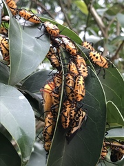 Sephina vinula