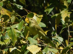 Phylloscopus