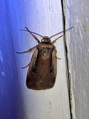 Ochropleura