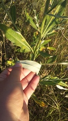 Cirsium arvense vestitum