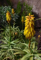 Aloiampelos striatula
