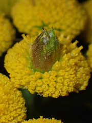 Rhopalomyia tanaceticola