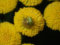 Rhopalomyia tanaceticola