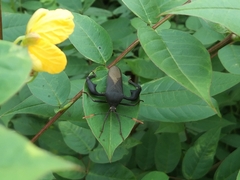 Anoplocnemis curvipes