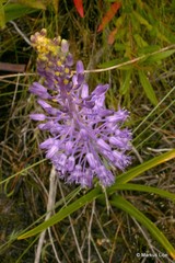 Spetaea lachenaliiflora