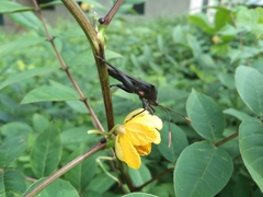 Anoplocnemis curvipes