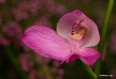 Disa racemosa