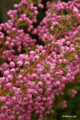 Erica bergiana bergiana