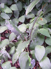 Alocasia lauterbachiana