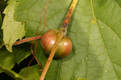 Ampelomyia vitispomum