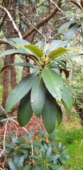 Rhododendron cinnabarinum