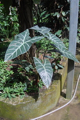 Alocasia longiloba
