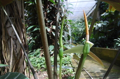 Alocasia longiloba