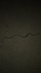 Crotalus oreganus oreganus