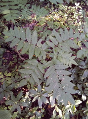Sorbus aucuparia