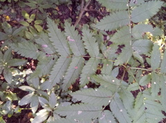 Sorbus aucuparia