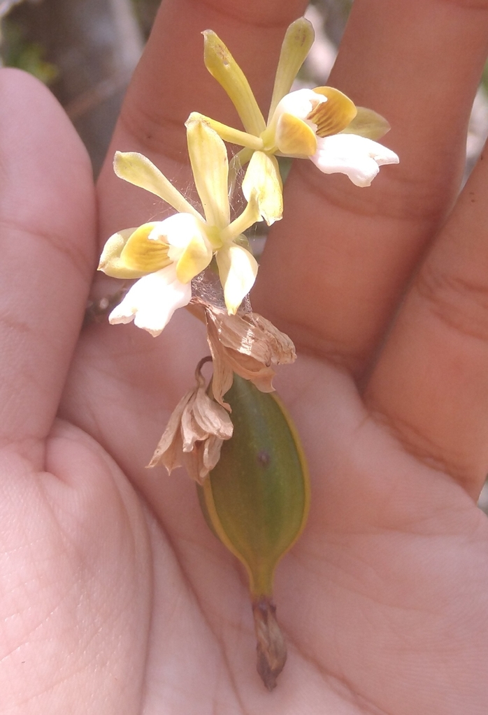 Krug's peacock orchid