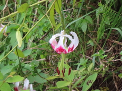 Lilium speciosum