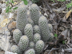 Mammillaria sphacelata