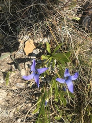 Gentianopsis barbellata