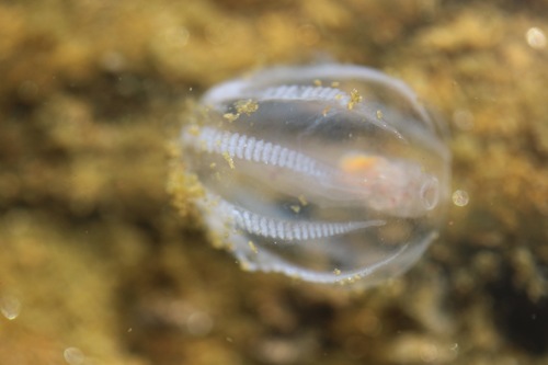 Sea Gooseberry, photo 7 of 8