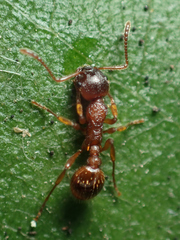 Myrmica rubra