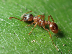 Myrmica rubra