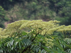 Zanthoxylum ailanthoides ailanthoides