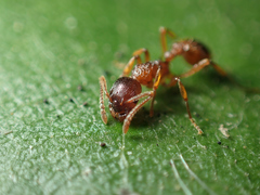 Myrmica rubra
