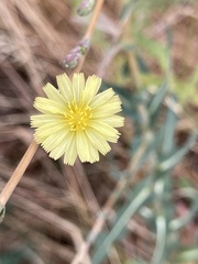 Lactuca serriola