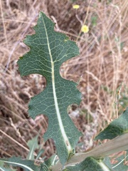 Lactuca serriola