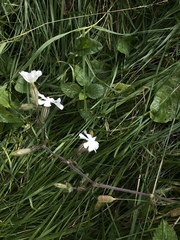 Silene latifolia