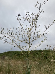 Lactuca serriola
