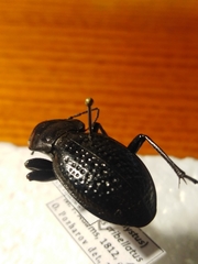 Carabus hungaricus cribellatus