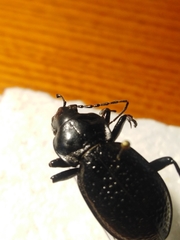 Carabus hungaricus cribellatus