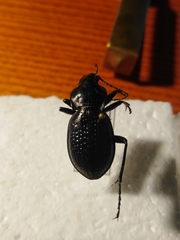 Carabus hungaricus cribellatus