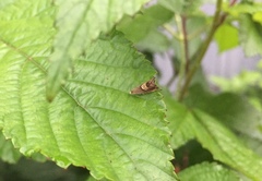 Grapholita delineana