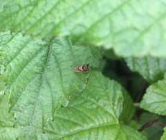 Grapholita delineana