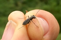 Parvindela celeripes