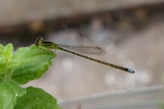 Ischnura capreolus