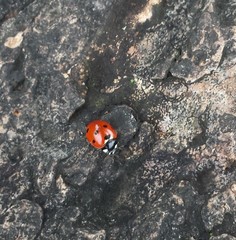 Coccinella septempunctata