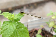 Ischnura capreolus