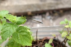 Ischnura capreolus