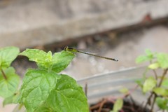 Ischnura capreolus