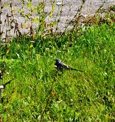 Motacilla alba