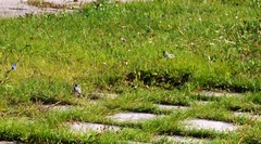 Motacilla alba
